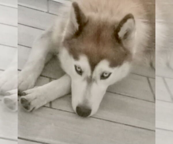 Medium Photo #4 Siberian Husky Puppy For Sale in Dana Point, CA, USA