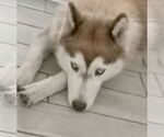 Small #3 Siberian Husky