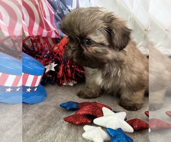 Medium Photo #9 Shih Tzu Puppy For Sale in DENTON, MD, USA