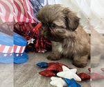 Small #8 Shih Tzu