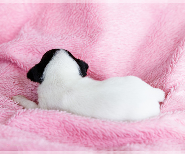 Medium Photo #5 Fox Terrier (Smooth)-Fox Terrier (Toy) Mix Puppy For Sale in WAKARUSA, IN, USA