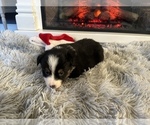 Small #8 Miniature Australian Shepherd