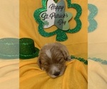 Small Photo #4 English Cream Golden Retriever-Poodle (Standard) Mix Puppy For Sale in DEARBORN, MO, USA