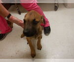 Small Boxer-Mastiff Mix