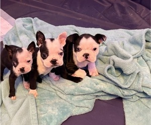 Boston Terrier Puppy for Sale in RICHMOND, Texas USA