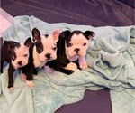 Small Boston Terrier