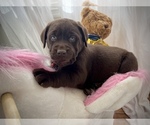Small Photo #2 Labrador Retriever Puppy For Sale in FREDERICKSBURG, VA, USA