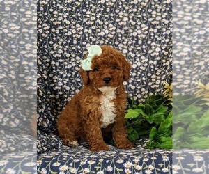 Poodle (Miniature) Puppy for sale in NEW HOLLAND, PA, USA