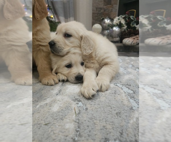 Medium Photo #3 English Cream Golden Retriever Puppy For Sale in ELVERTA, CA, USA