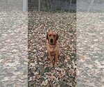 Small #3 Coonhound Mix