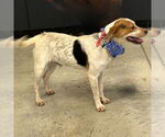 Small #7 Beagle Mix