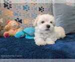 Small Photo #11 Maltese Puppy For Sale in OCALA, FL, USA