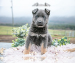 Puppy Ranger German Shepherd Dog