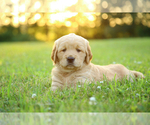 Puppy George Golden Retriever