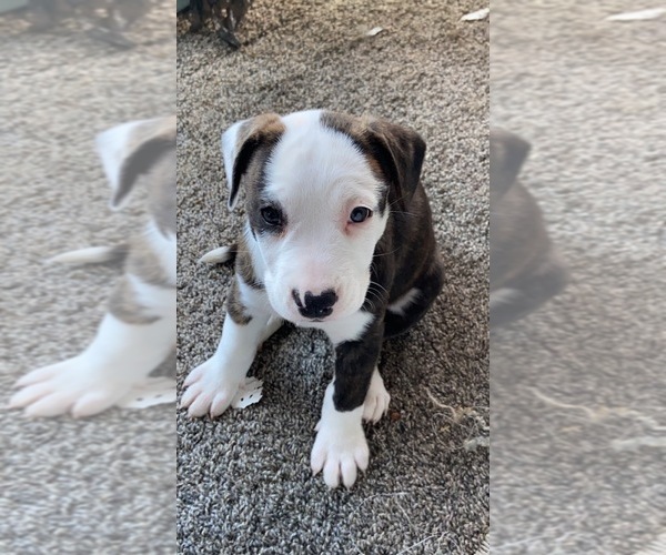 Medium Photo #1 American Pit Bull Terrier Puppy For Sale in MUSCATINE, IA, USA