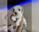 Small #4 Maltipoo (Miniature)