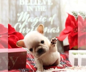 French Bulldog Puppy for sale in BOSTON, MA, USA