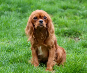 Mother of the Cavapoo puppies born on 06/22/2025