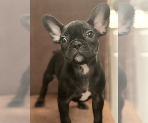 Medium Photo #4 French Bulldog Puppy For Sale in DACULA, GA, USA