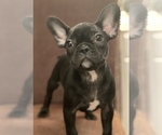 Small Photo #4 French Bulldog Puppy For Sale in DACULA, GA, USA