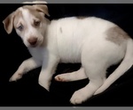 Puppy Puppy 7 Alaskan Husky-American Pit Bull Terrier Mix