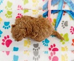 Small #1 Cavapoo mix (+ Poodle Miniature)