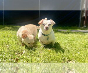 Chiweenie Dogs for adoption in St. Augustine, FL, USA
