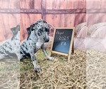Small #4 Catahoula Leopard Dog