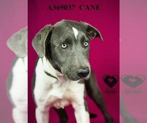 Mutt Dogs for adoption in Stockton, CA, USA