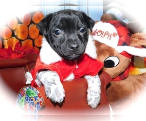 Rat Terrier-Unknown Mix Puppy for sale in HAMMOND, IN, USA