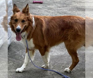 Australian Shepherd-Collie Mix Dogs for adoption in Dublin, OH, USA