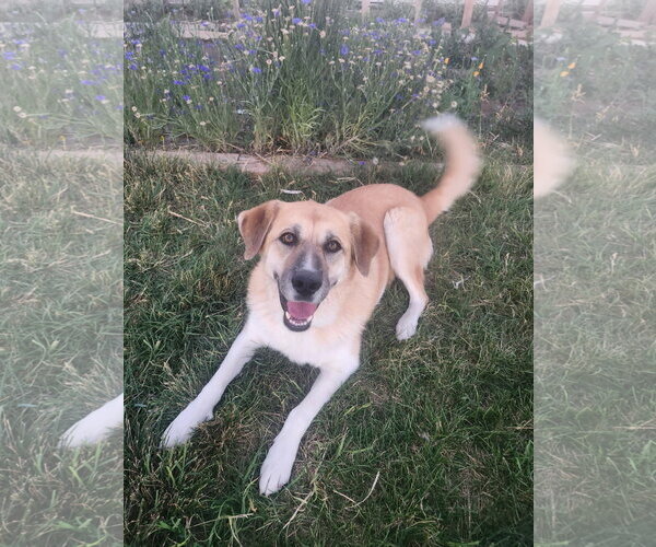 Medium Photo #5 Great Pyrenees Puppy For Sale in Bountiful, UT, USA