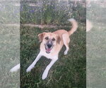Small #4 Great Pyrenees