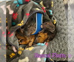 Small #12 Dachshund