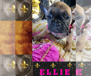 French Bulldog Puppy for sale in HEATHROW, FL, USA