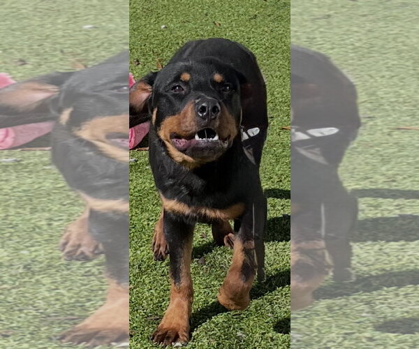 Medium Photo #5 Rottweiler Puppy For Sale in Mooresville, NC, USA