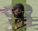Small #4 Rottweiler