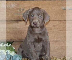 Labrador Retriever Puppy for sale in STEWARTSTOWN, PA, USA