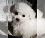 Small #2 Bichon Frise
