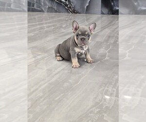 French Bulldog Puppy for sale in NORTH PORT, FL, USA