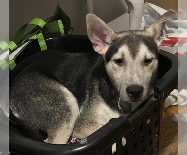 Medium Photo #1 Siberian Husky-Unknown Mix Puppy For Sale in San Antonio, TX, USA