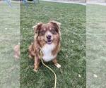 Small Photo #1 Australian Shepherd Puppy For Sale in JEROMESVILLE, OH, USA