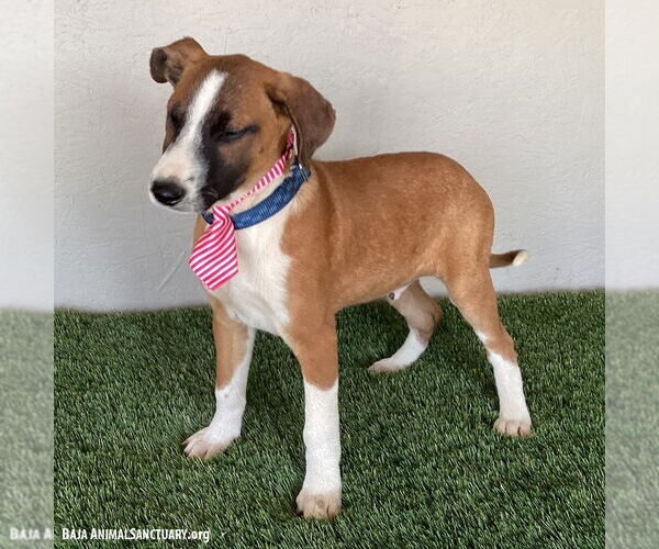 Medium Photo #3 Bull Terrier-Unknown Mix Puppy For Sale in San Diego, CA, USA