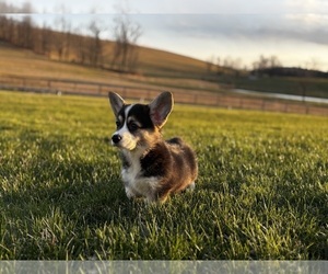 Pembroke Welsh Corgi Litter for sale in COBLESKILL, NY, USA
