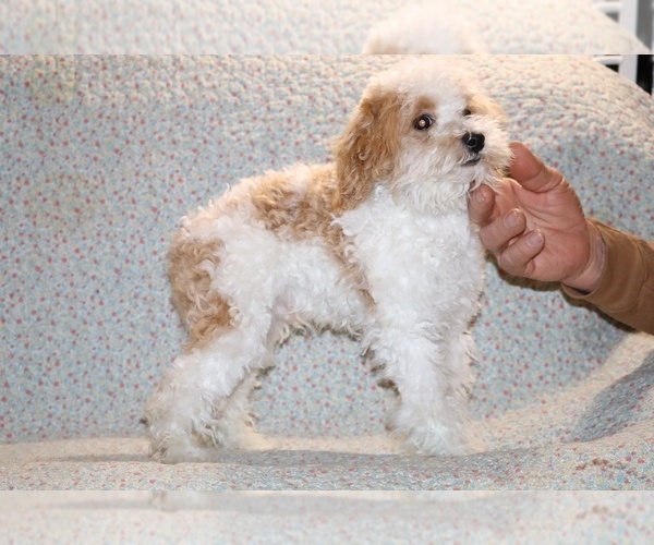 Medium Photo #18 Goldendoodle (Miniature) Puppy For Sale in DYERSBURG, TN, USA