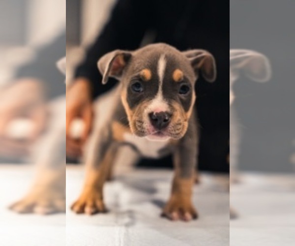 Medium Photo #13 American Bully Puppy For Sale in SMYRNA, GA, USA