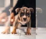 Small Photo #13 American Bully Puppy For Sale in SMYRNA, GA, USA