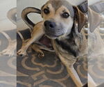 Small #2 Labrador Retriever Mix