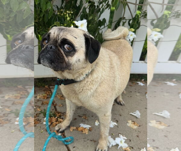Medium Photo #6 Pug Puppy For Sale in Newport Beach, CA, USA