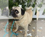 Small #5 Pug
